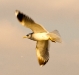 img_6819_k.jpg