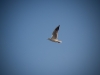 img_6829_k.jpg