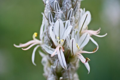 Endemik dağ çiöeği